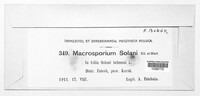 Alternaria solani image